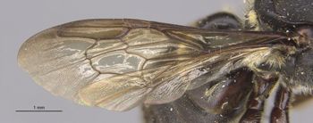 Media type: image;   Entomology 16212 Aspect: Wing front